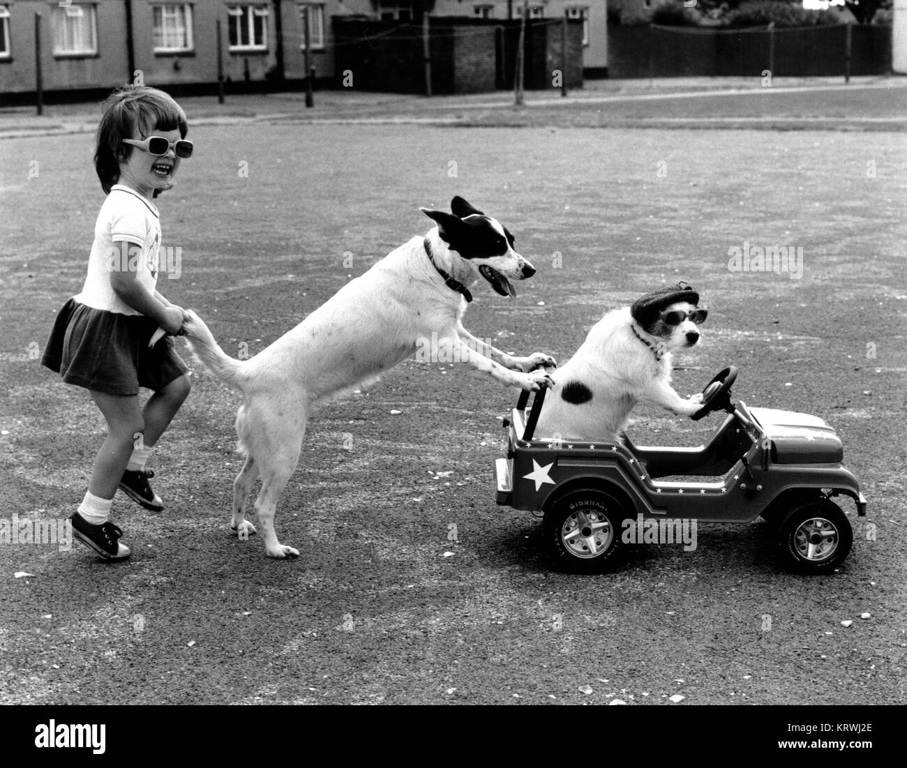 Girl plays with two dogs, England, Great Britain Stock Photo - Alamy