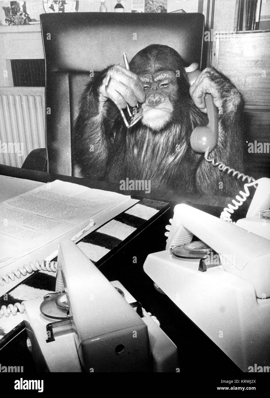 Chimpanzee on the phone at his desk, England, Great Britain Stock Photo