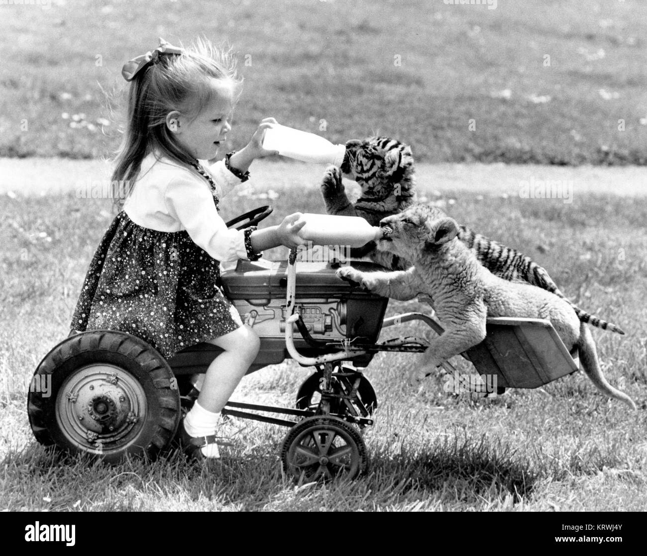 Girl feeding a tiger and a lion baby, England, Great Britain Stock Photo