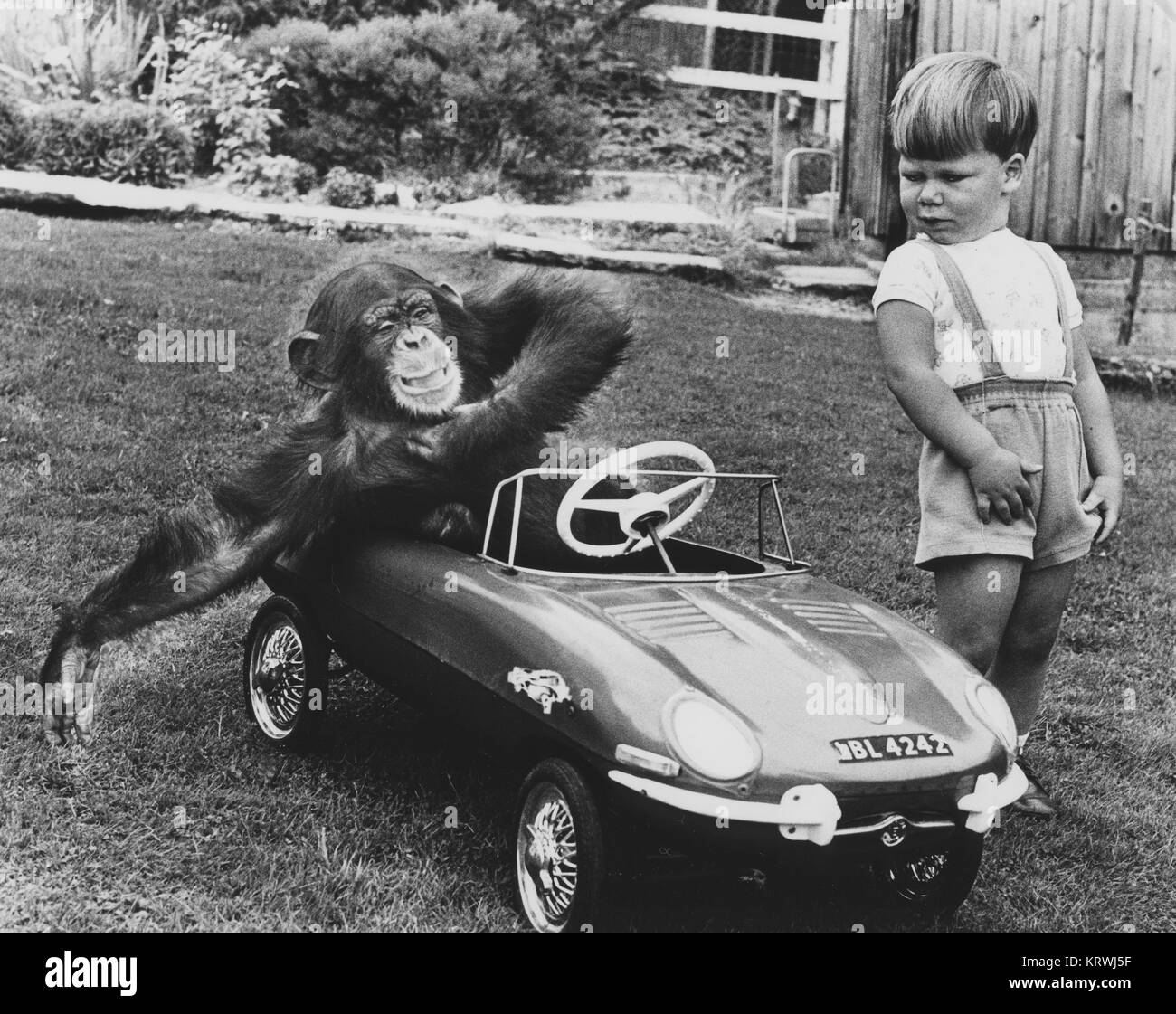Chimpanzee in toy car, England, Great Britain Stock Photo