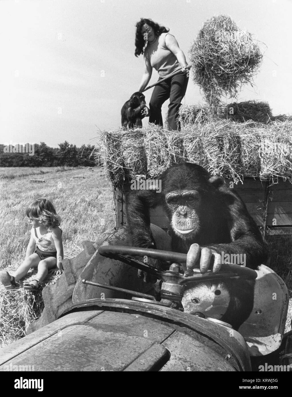 Chimpanzee drives a tractor, England, Great Britain Stock Photo