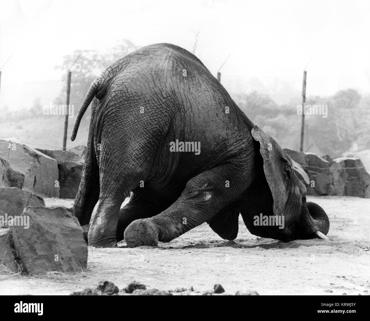 Elephant has fallen, England, Great Britain Stock Photo