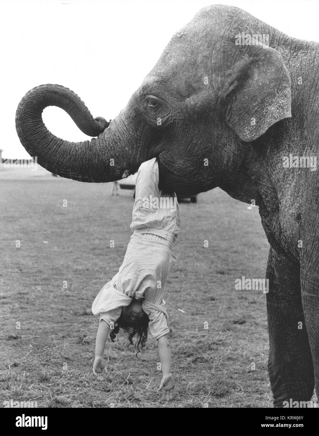 Elephant with child in mouth, England, Great Britain Stock Photo