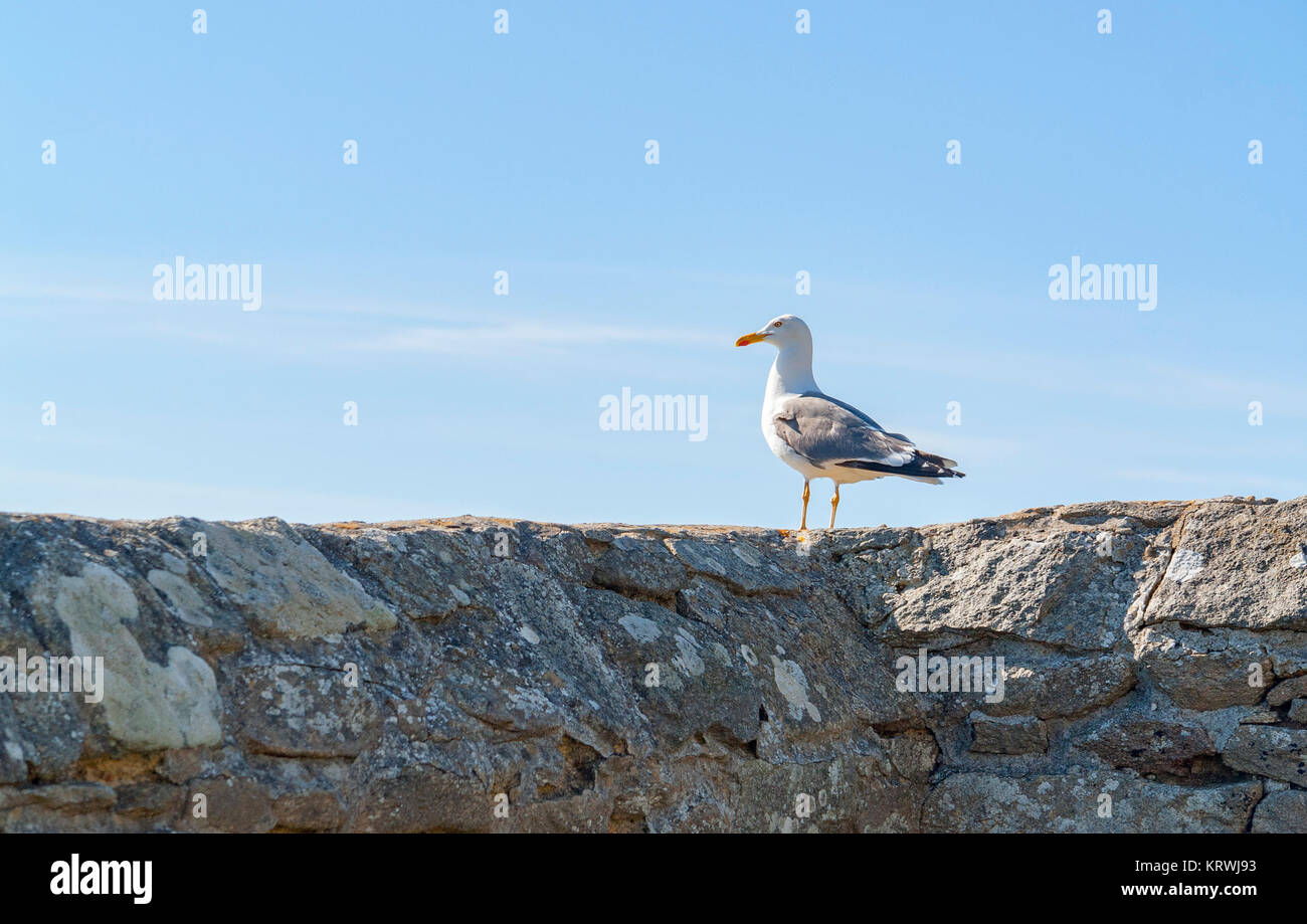 wall and sea gull Stock Photo