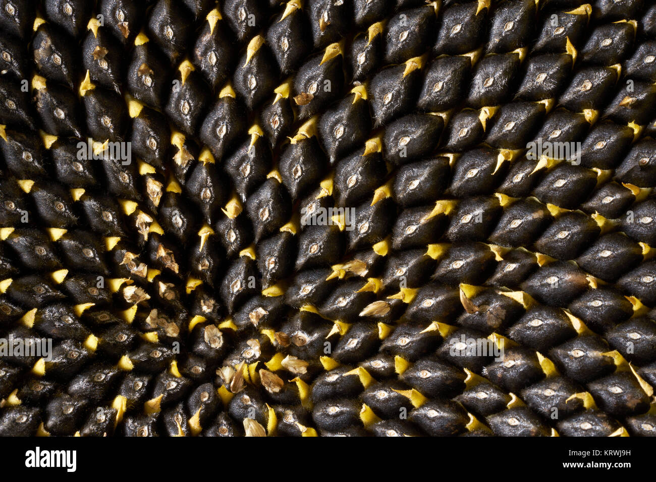 Shot sunflower showing seeds hi-res stock photography and images - Alamy