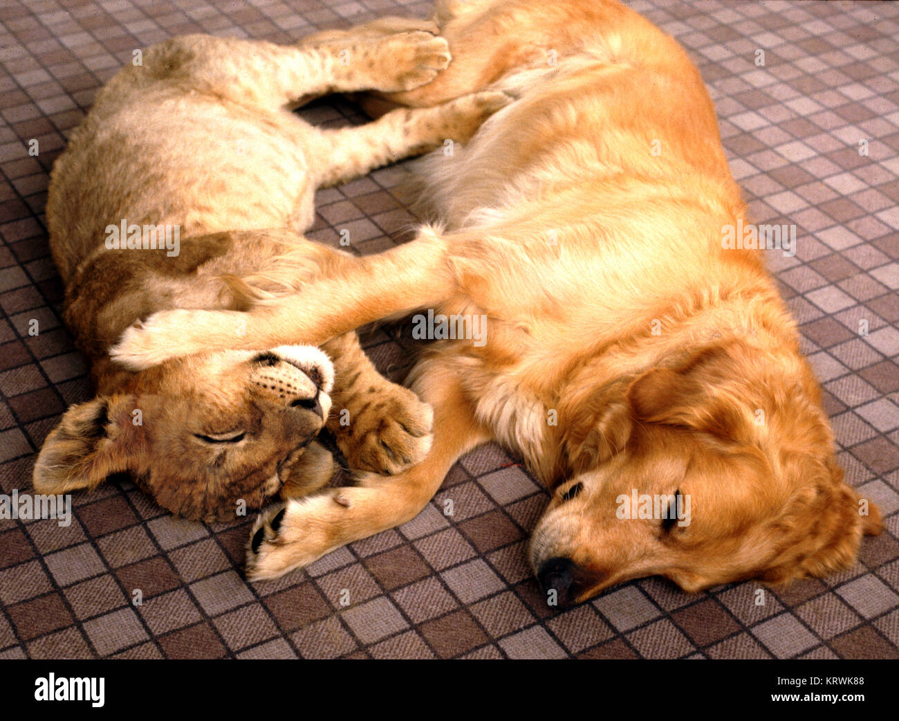 Lion and dog cuddling, England, Great Britain Stock Photo