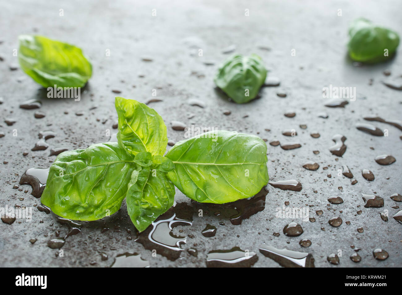 Grüne Blätter vom Basilikum mit Wasser auf einem Blech im Gegenlicht Stock Photo