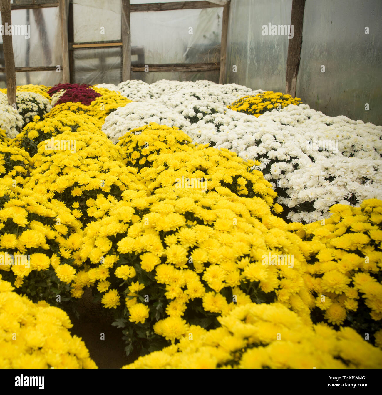 Chrysanthemum growing inside of greenhouse Stock Photo Alamy