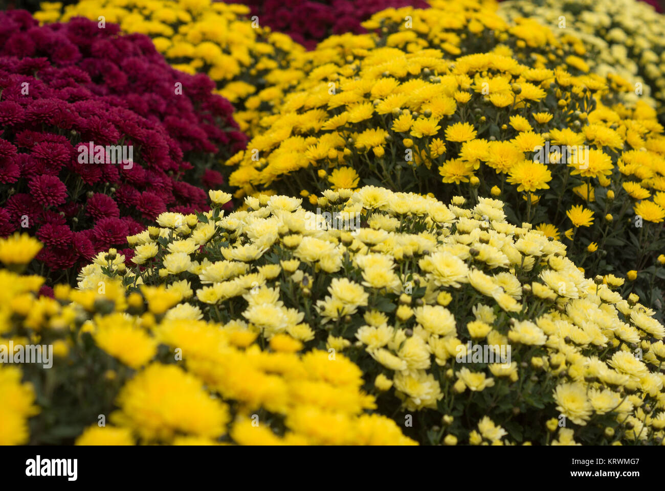 Chrysanthemum growing inside of greenhouse Stock Photo Alamy