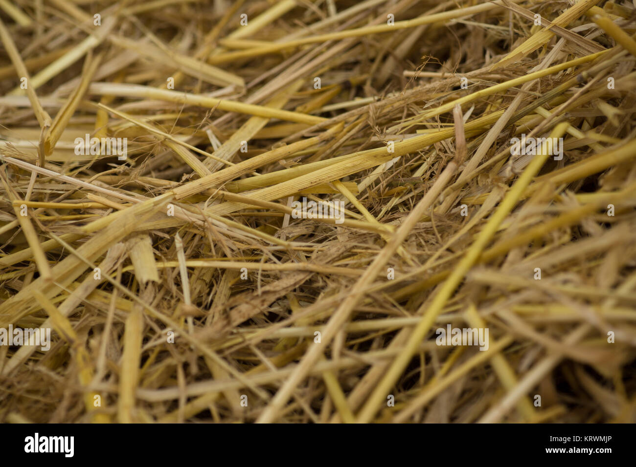 stubble field after harvest Stock Photo - Alamy