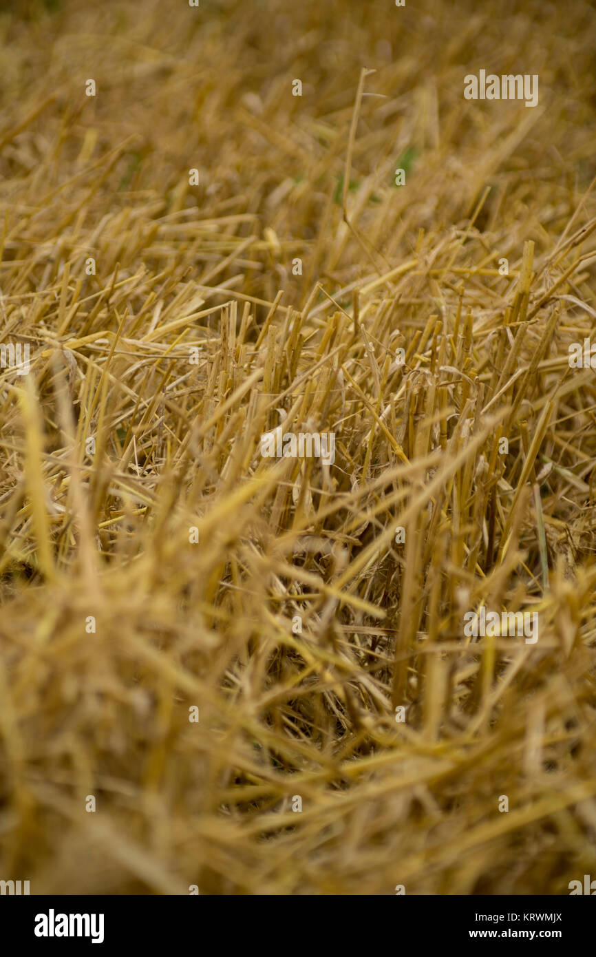 stubble field after harvest Stock Photo - Alamy