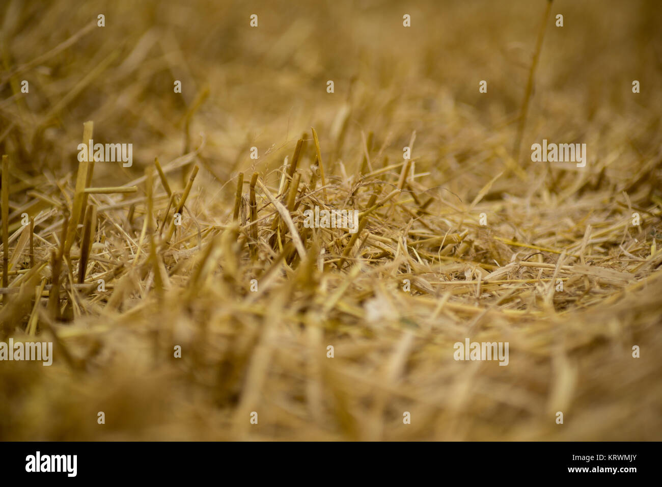 stubble field after harvest Stock Photo - Alamy