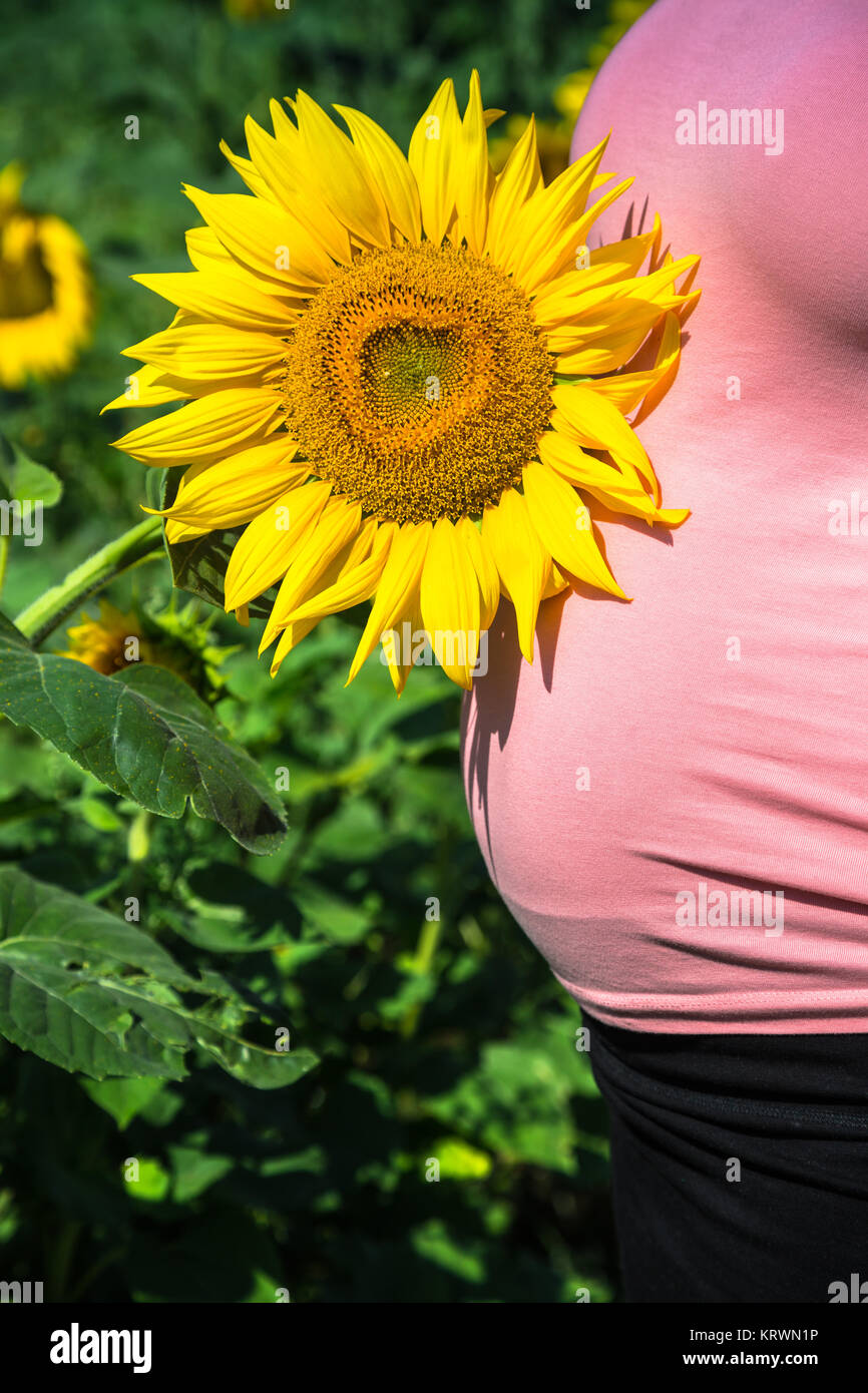pregnant woman in the field with sunflowers Stock Photo Alamy