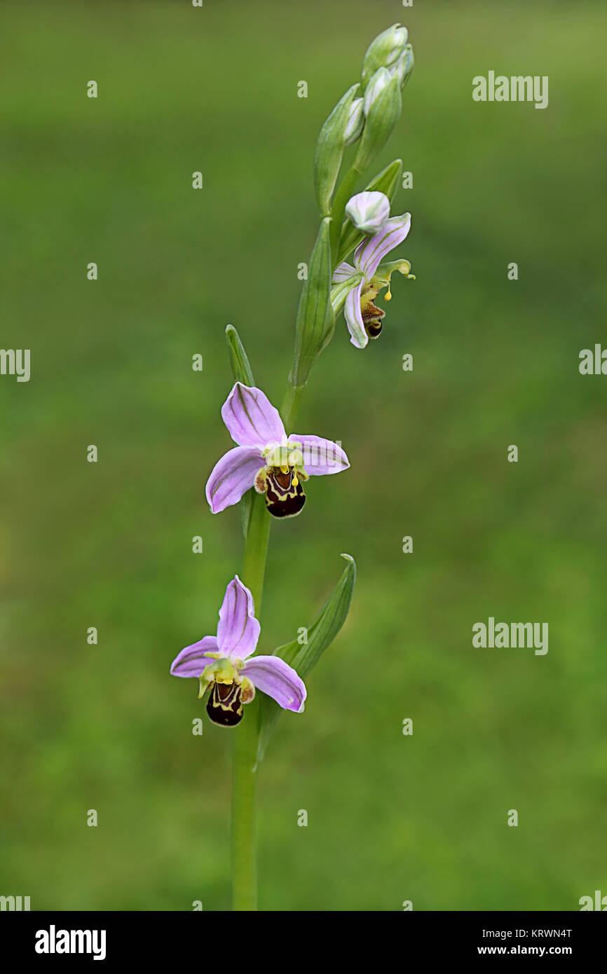 inflorescence bee orchid ophrys apifera Stock Photo