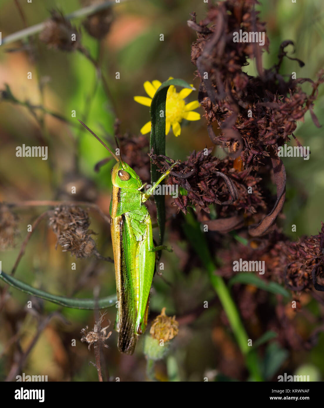 Green grasshopper photographed in their natural environment. Stock Photo