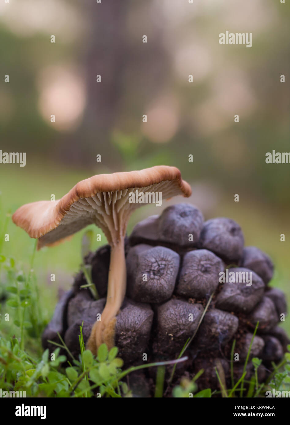 Mushroom photographed in a pine forest. Stock Photo