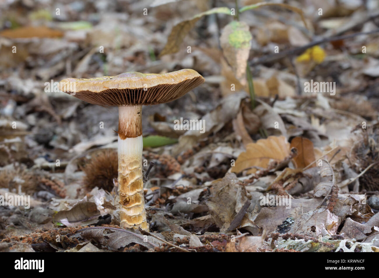 Mushroom photographed on the floor of a forest of chestnut trees. Stock Photo