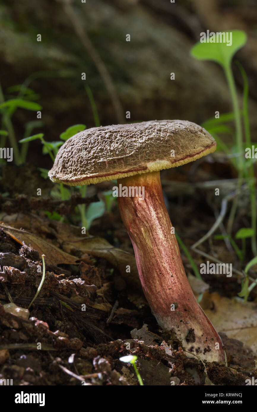 Mushroom photographed on the floor of a forest of chestnut trees. Stock Photo
