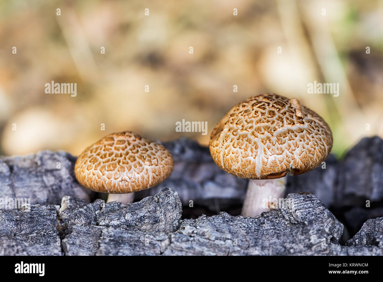 Two small mushrooms growing on old wood Stock Photo