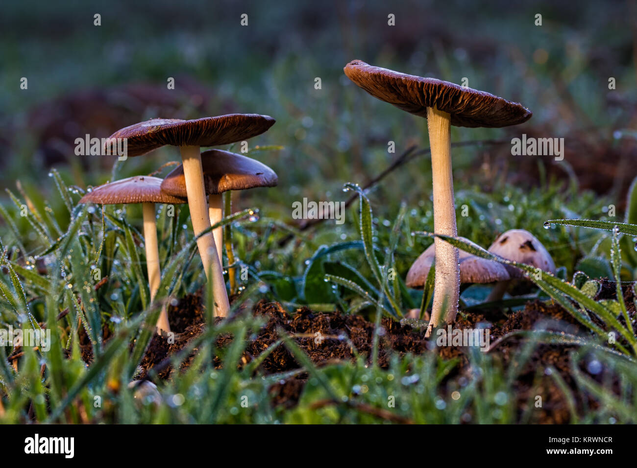 Mushrooms photographed in their natural environment. Stock Photo