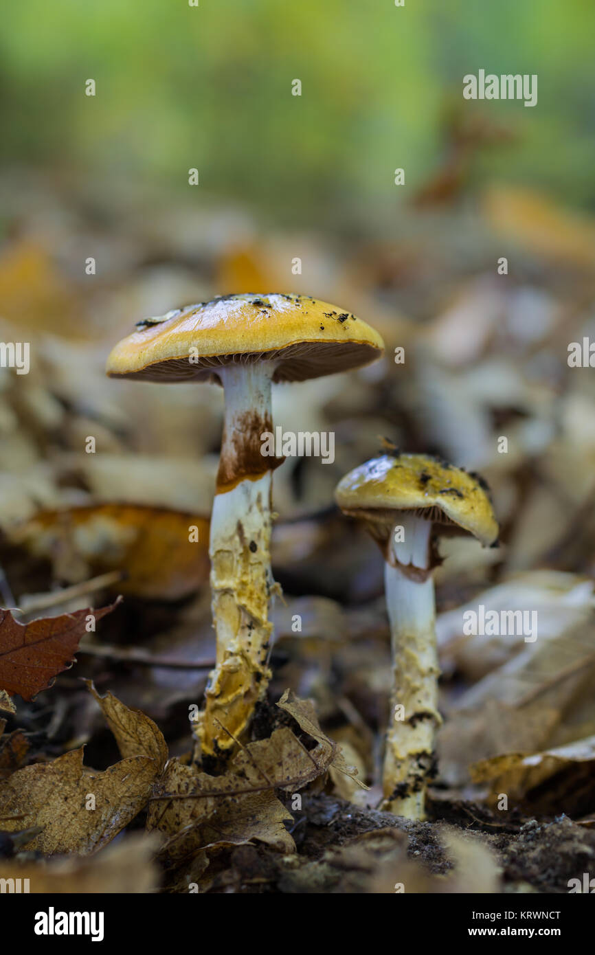Mushrooms photographed in a forest of chestnut trees. Stock Photo