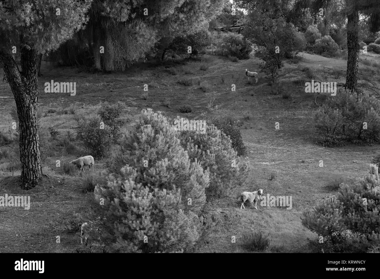 Sheep grazing in a forest near Garrovillas. Spain. Stock Photo