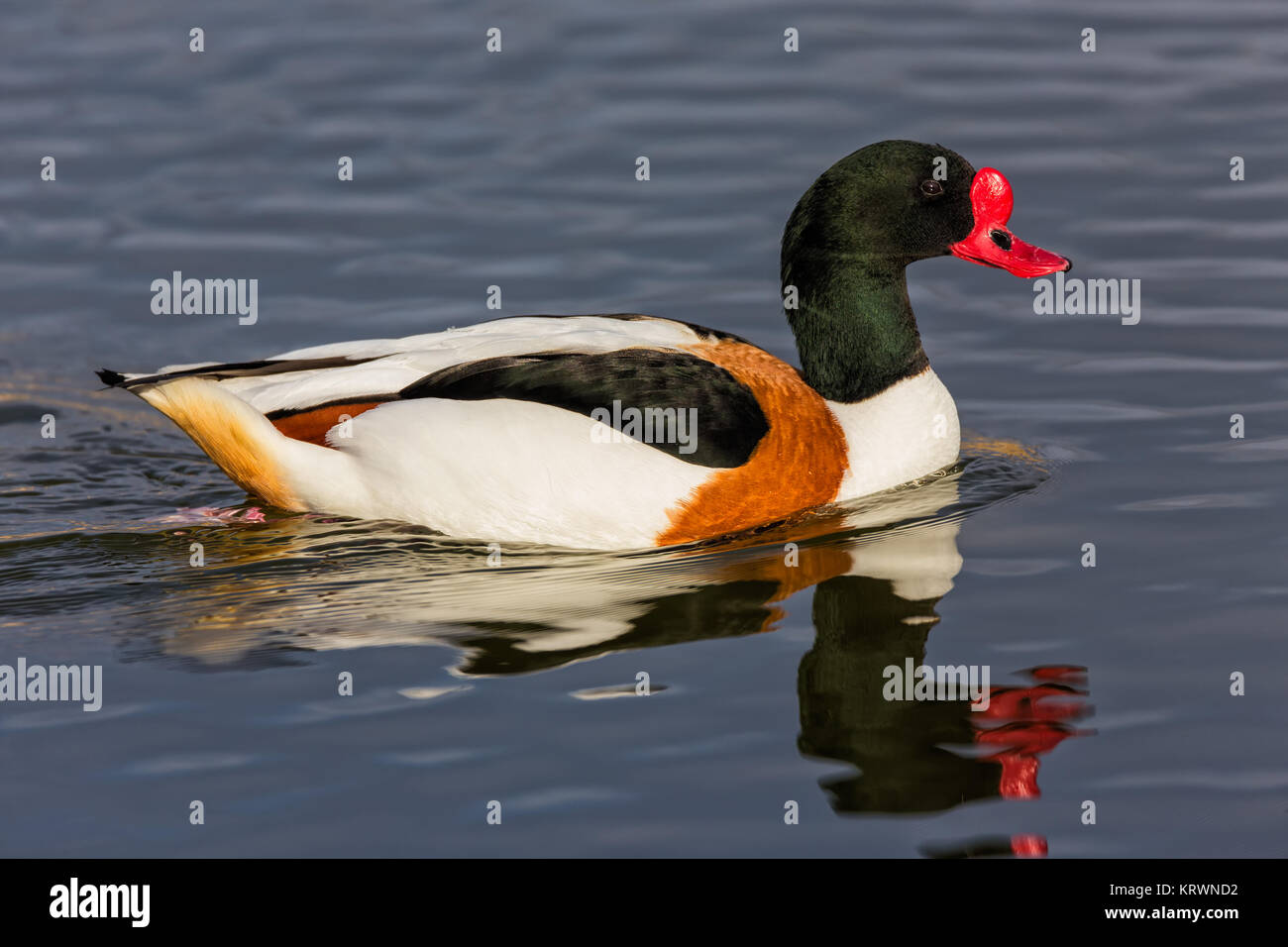 The shelducks, genus Tadorna, are a group of large birds in the Tadorninae subfamily of the Anatidae, the biological family that includes the ducks an Stock Photo