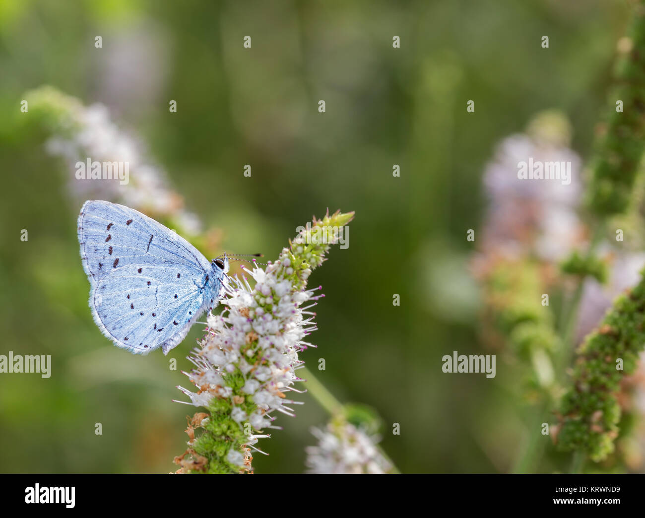 Butterfly photographed in their natural environment. Stock Photo