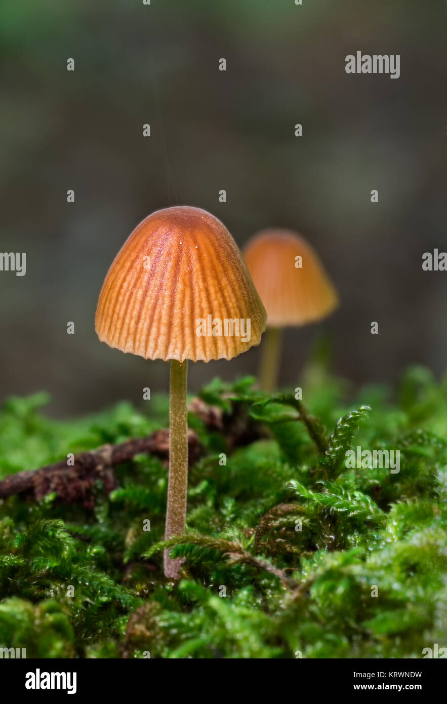 Mushrooms photographed in their natural environment Stock Photo