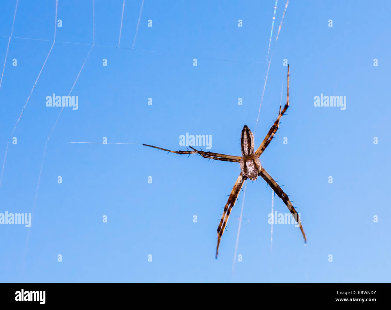 Spider photographed in their natural environment. Stock Photo