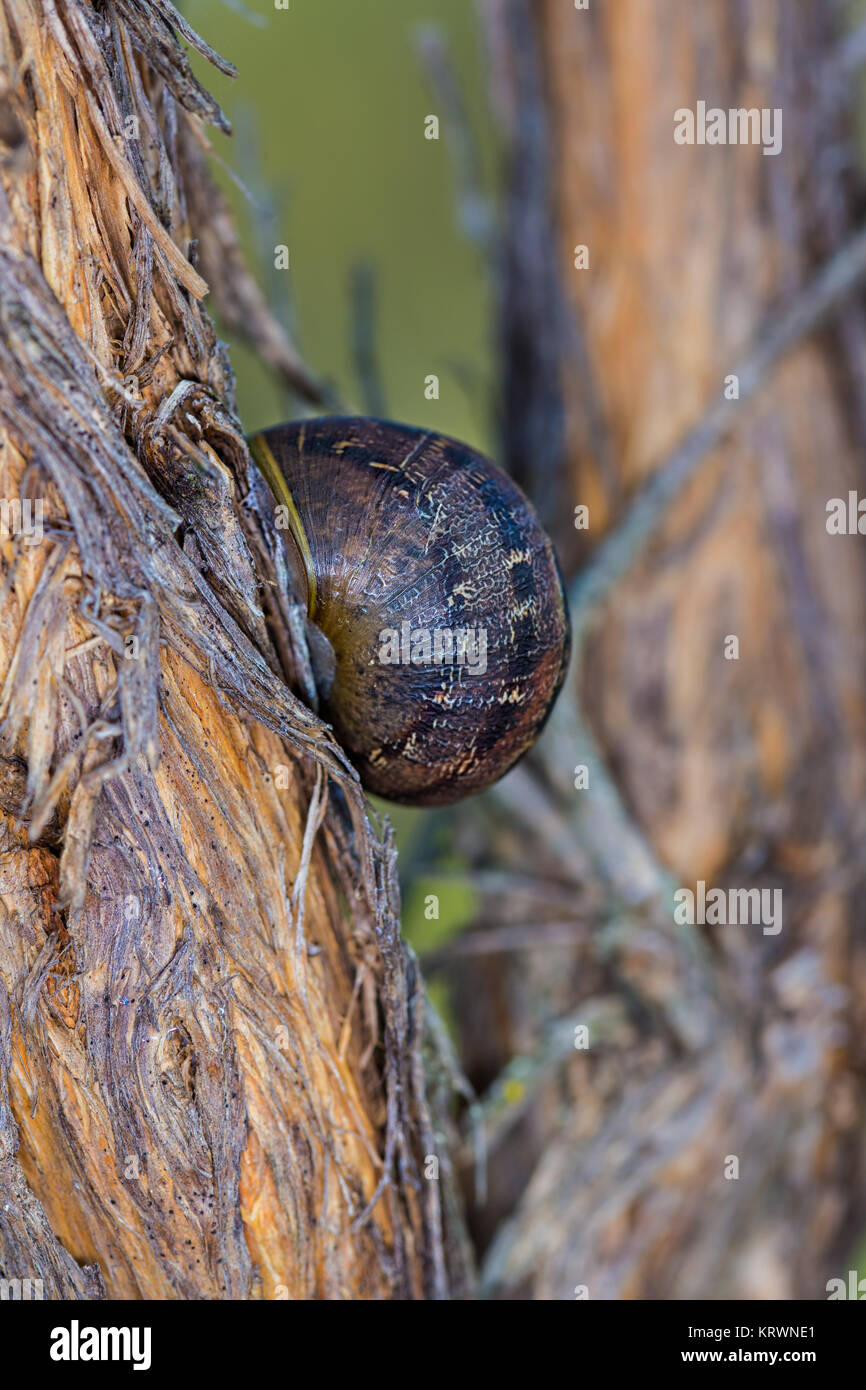 Snail on the stem of a shrub. Stock Photo
