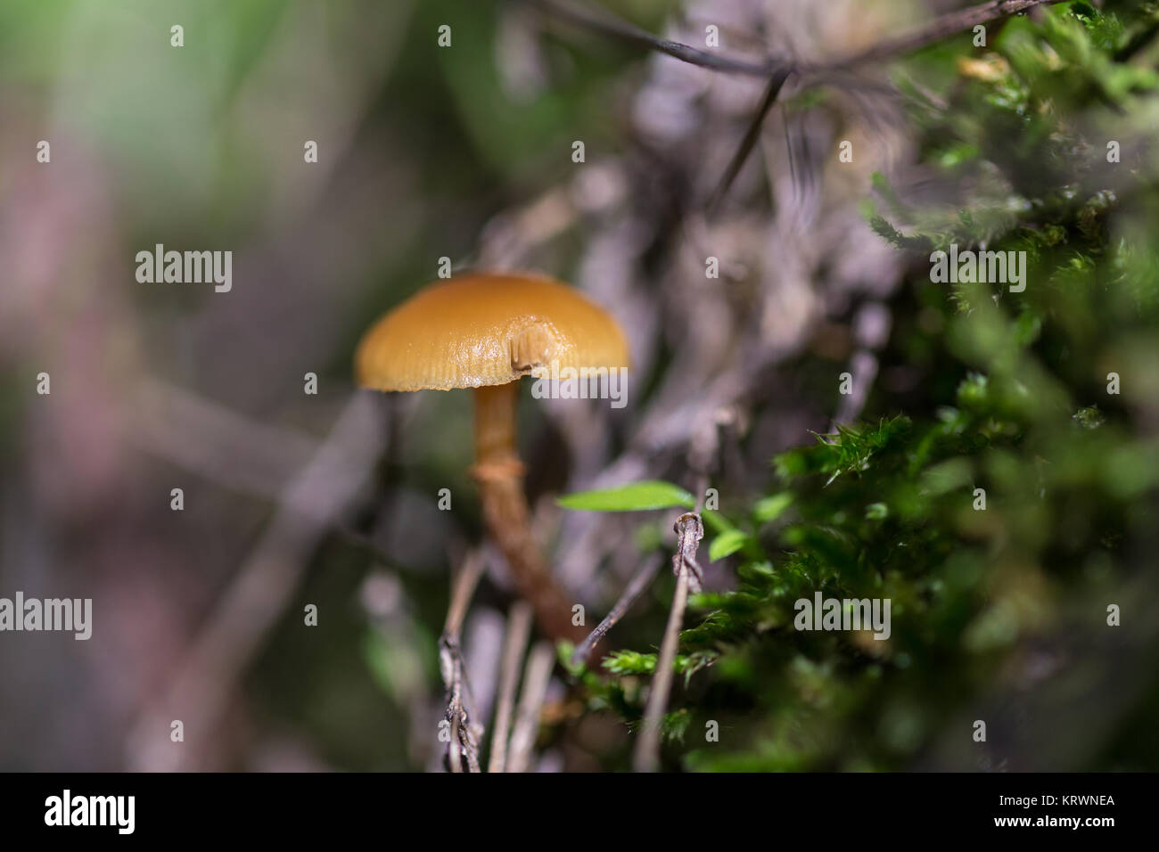 Small orange mushroom photographed in a forest of chestnut trees. Stock Photo