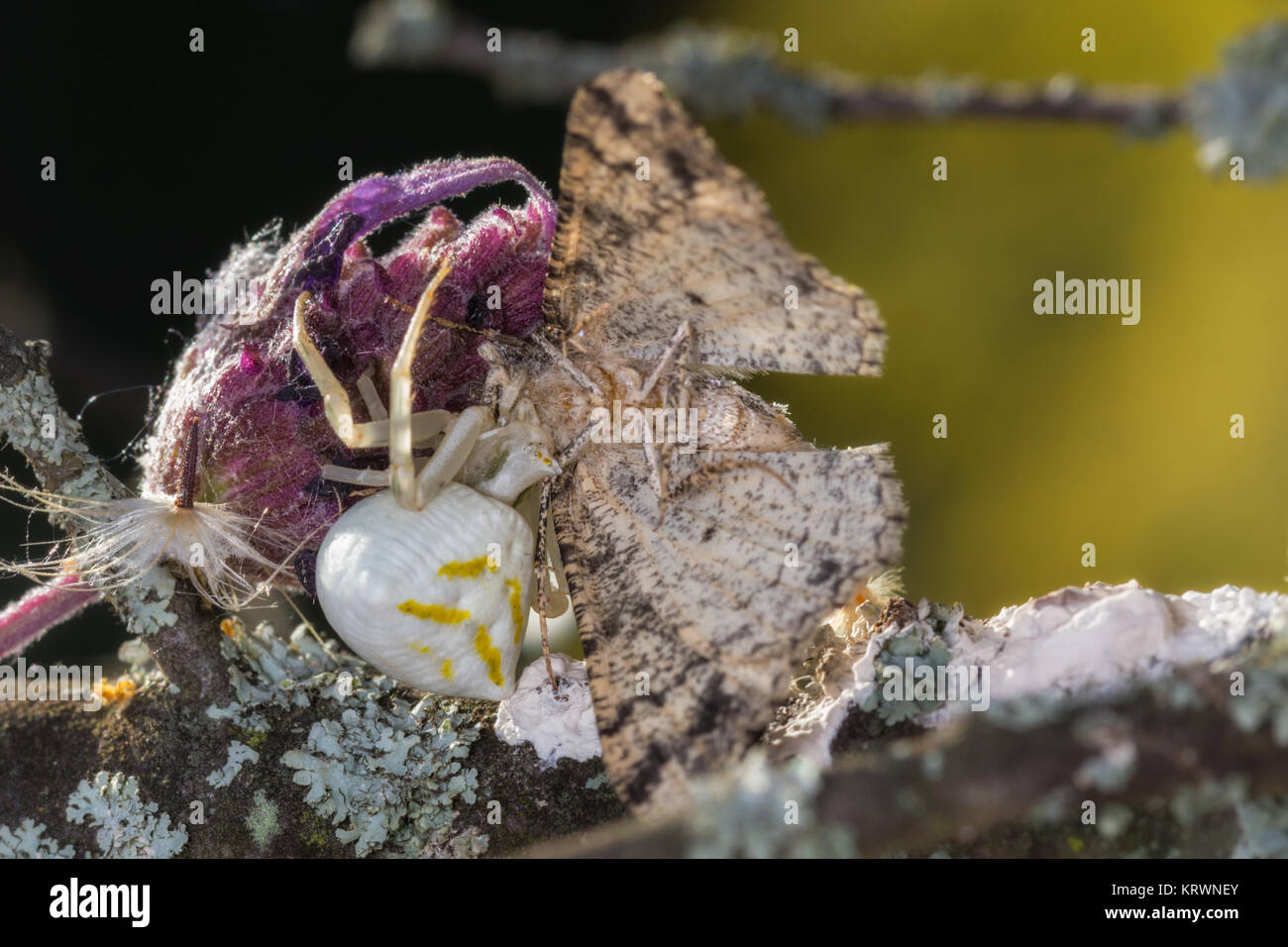 Crab spider hunting a moth Stock Photo Alamy