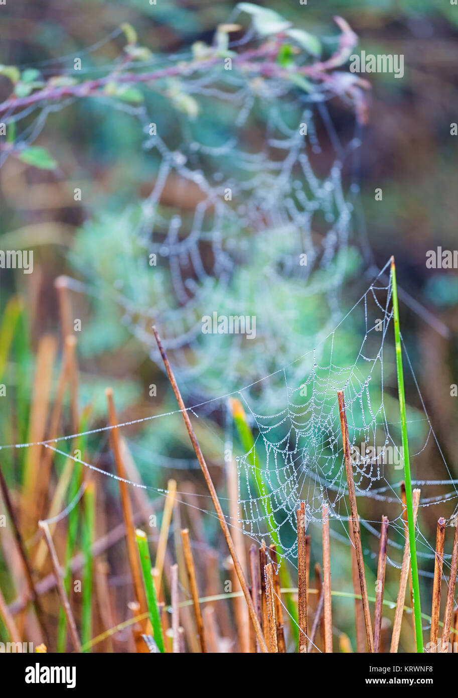 Natural scene with spider webs wet with rain. Stock Photo