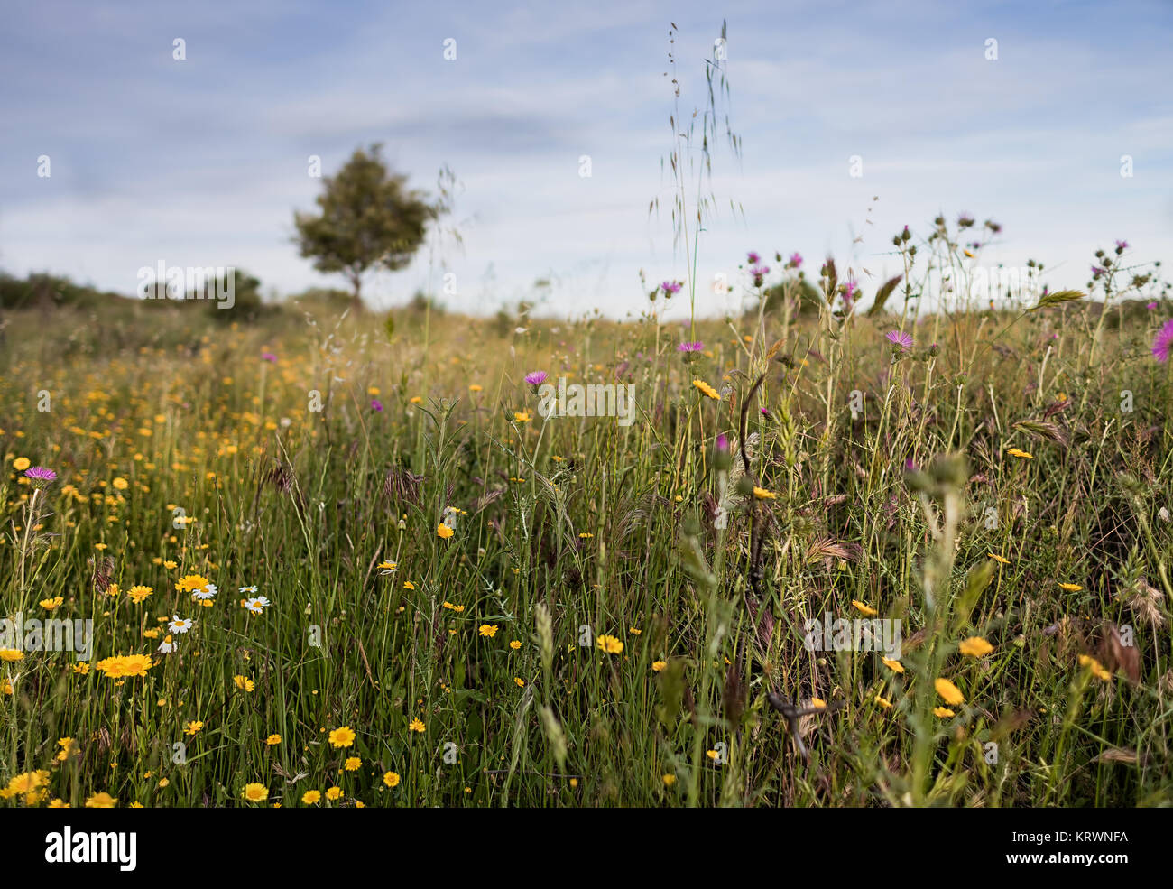 Photograph of flowering in a meadow of Extremadura. Spain. Stock Photo