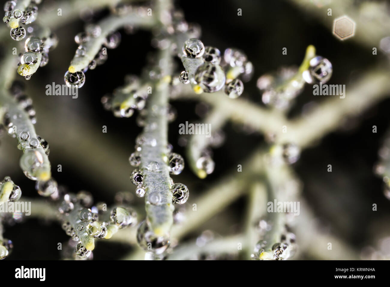 Raindrops on a wild plant Stock Photo
