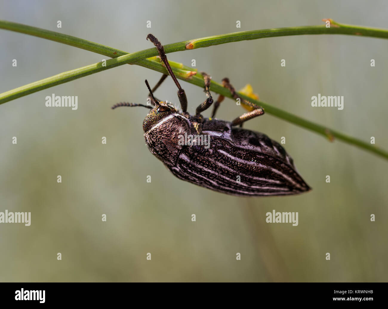 Beetle photographed in their natural environment. Stock Photo