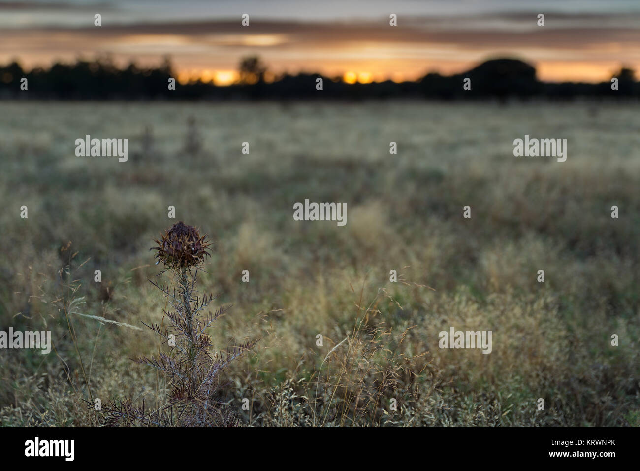 Landscape with a thistle in the foreground, with sunset in the background. Stock Photo