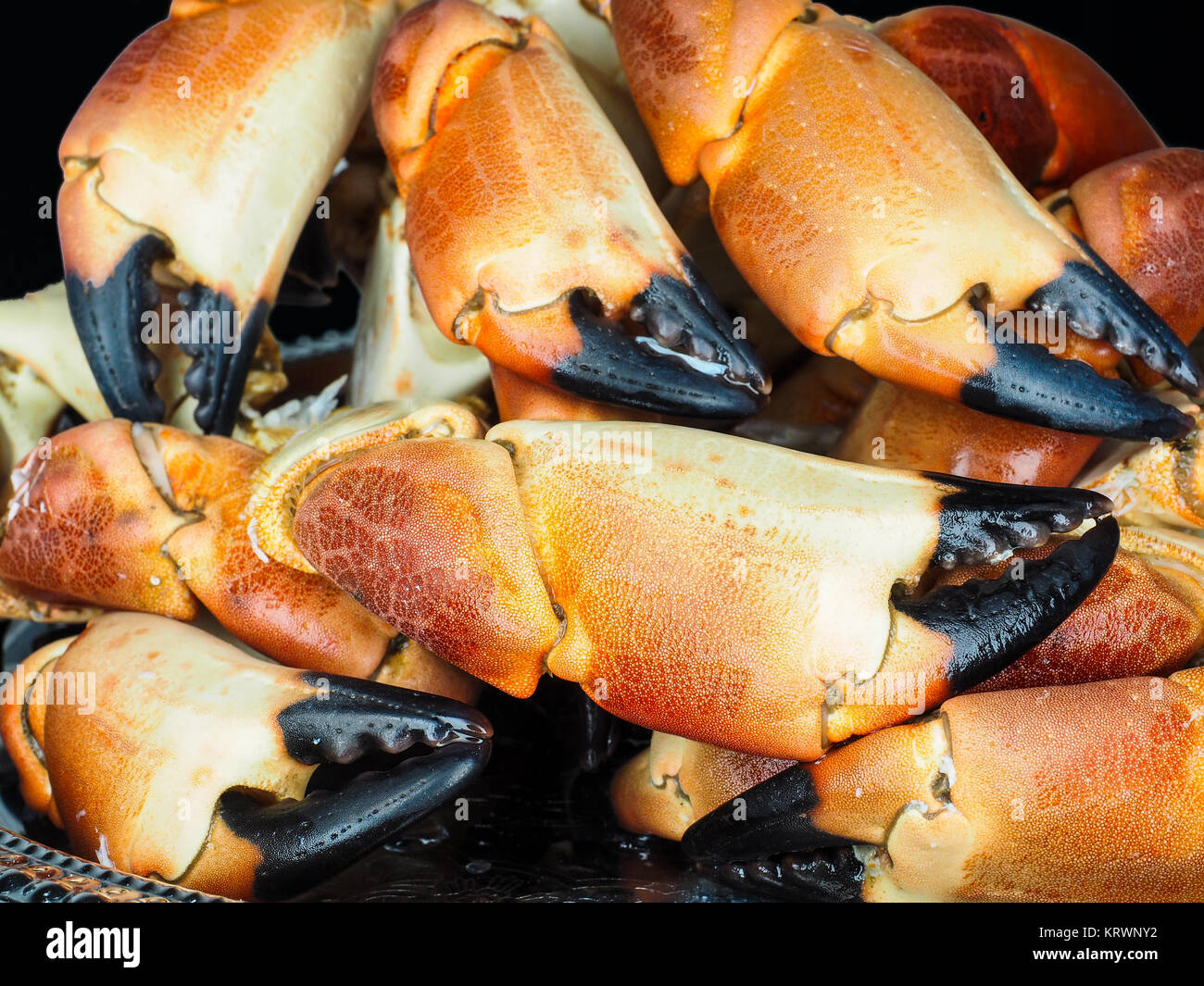 Pile of orange boiled with black tip, crab claws, at closeup Stock