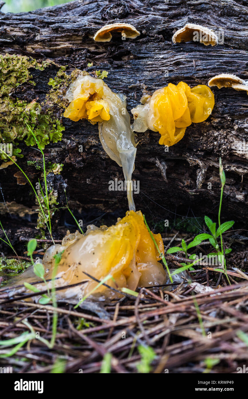 Tremella mesenterica. Fungus that grows on dead wood. Photographed in a pine forest. Stock Photo