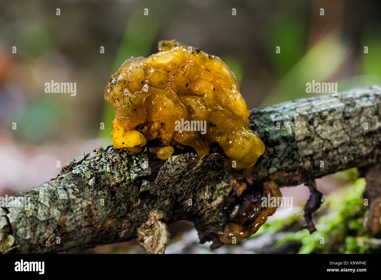 Nice fungus that grows on dead wood. Photographed in a chestnut forest