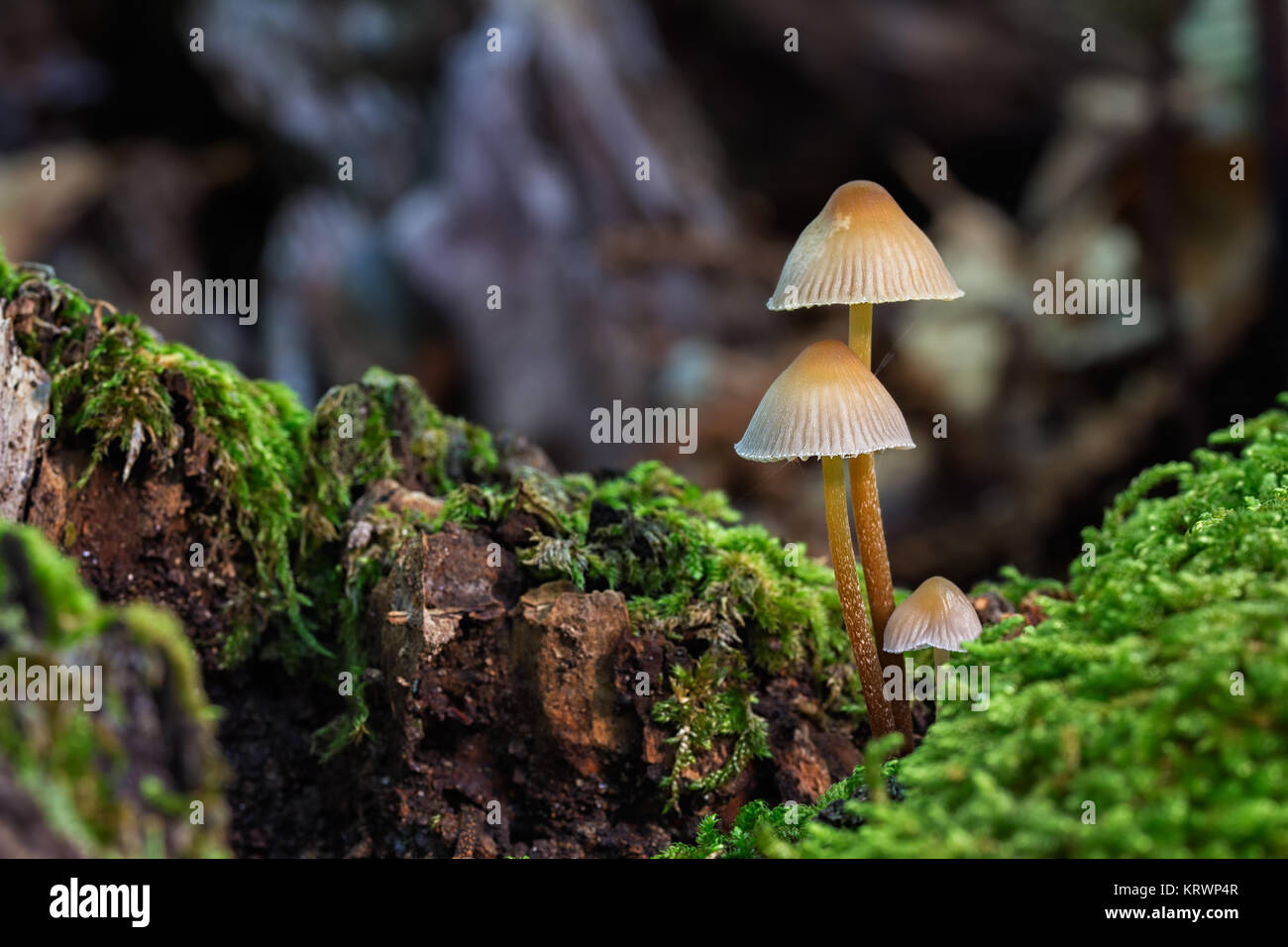 Small mushrooms photographed in their natural environment. Stock Photo