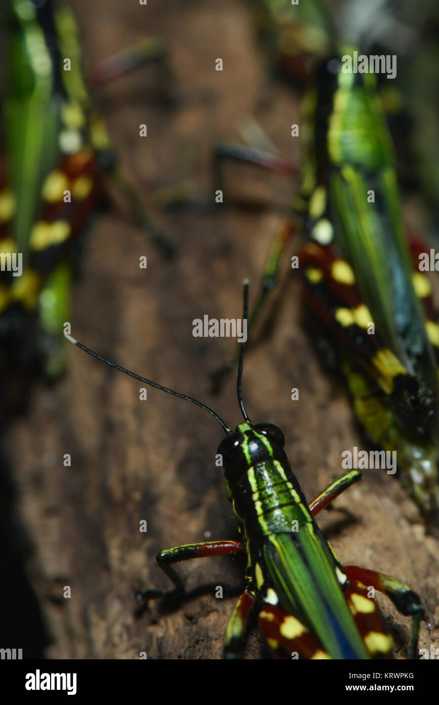 Colorful horrors on a tree trunk Stock Photo