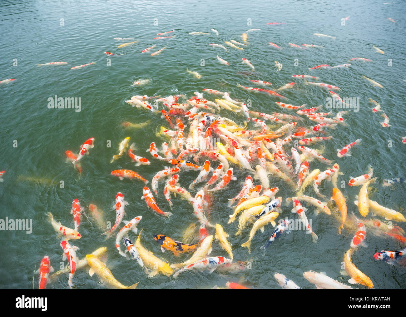 koi fish in the pond