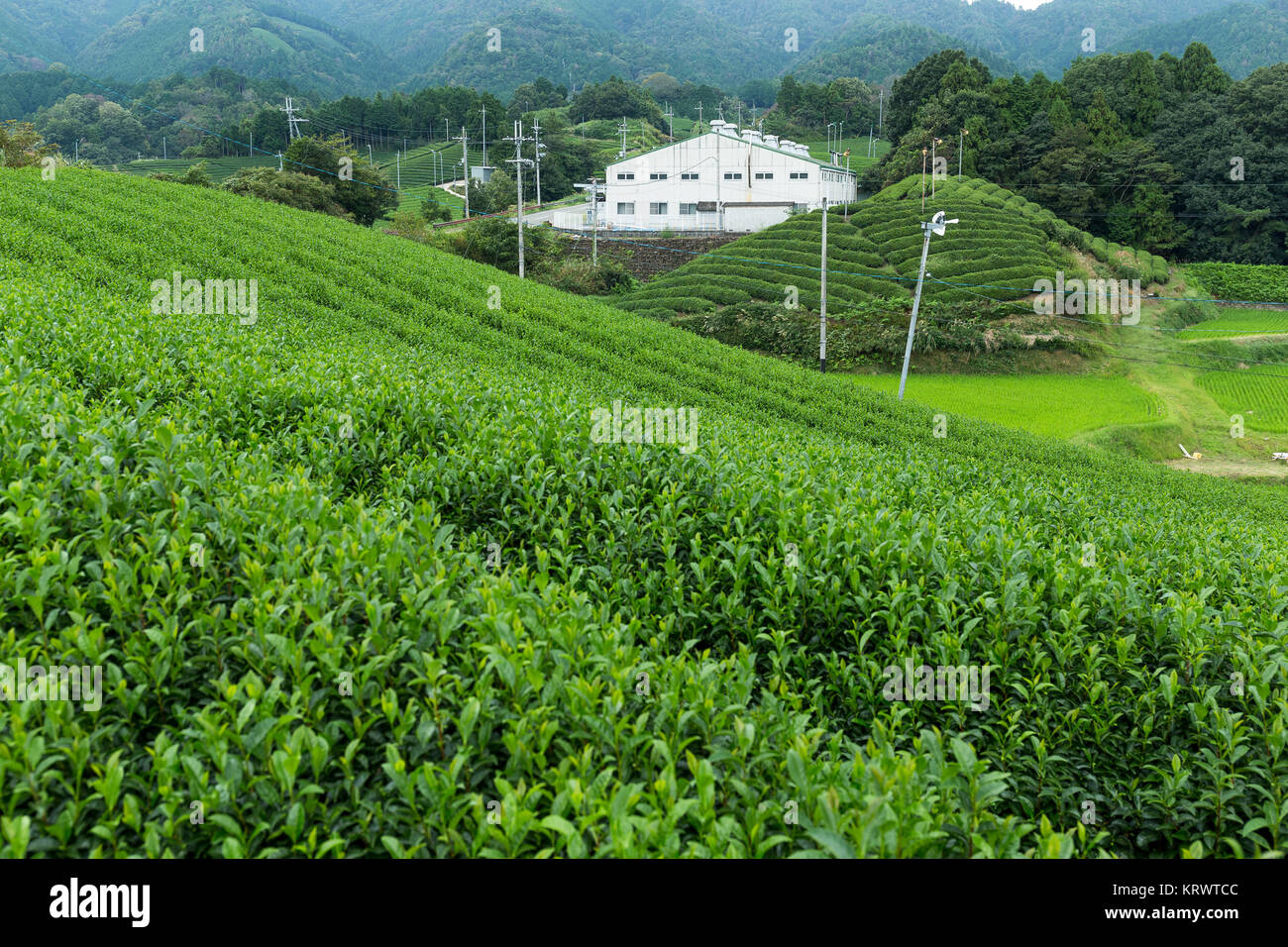 Green Tea plantation in Japan Stock Photo Alamy