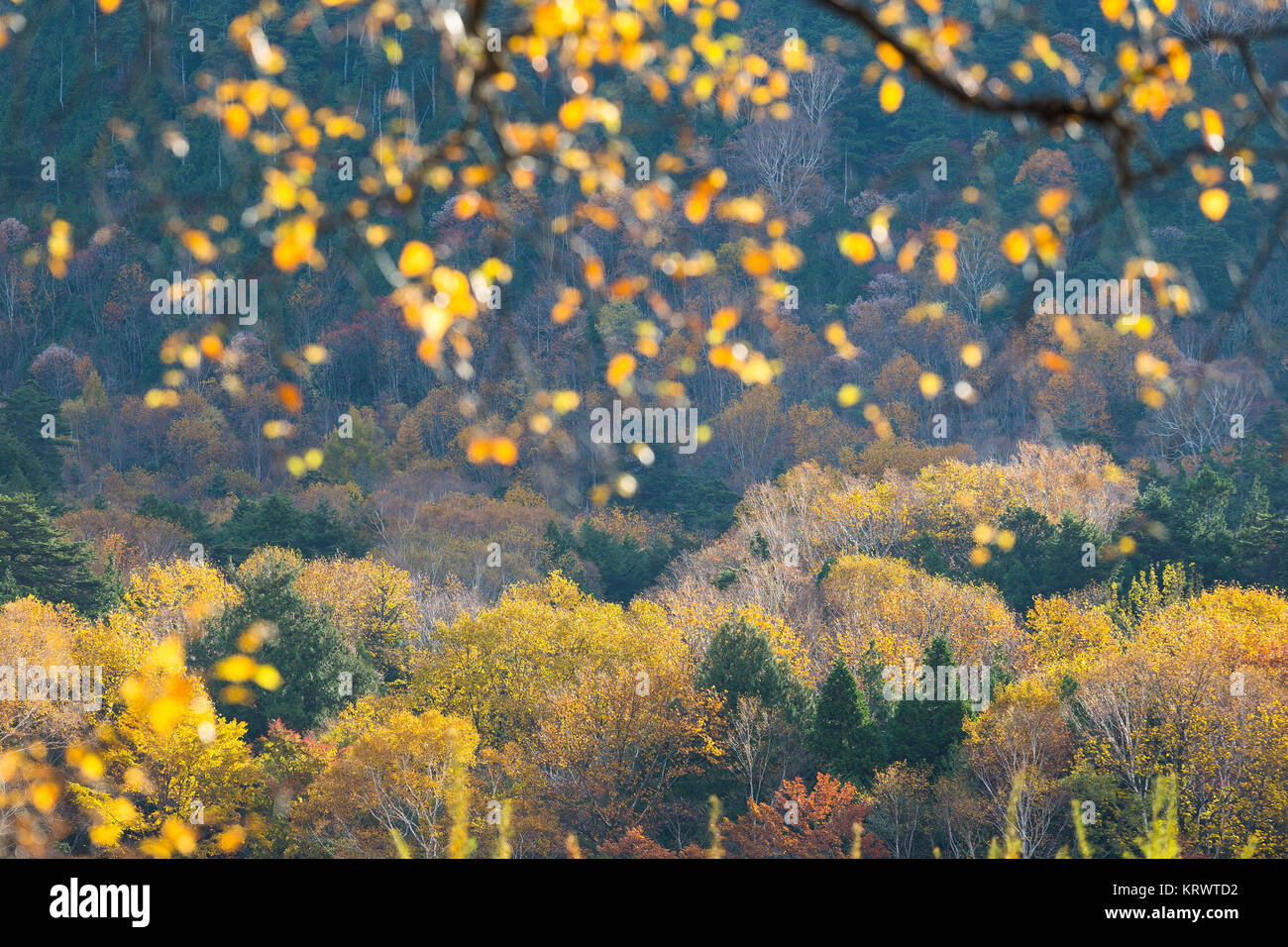 Beautiful landscape in Autumn Stock Photo - Alamy