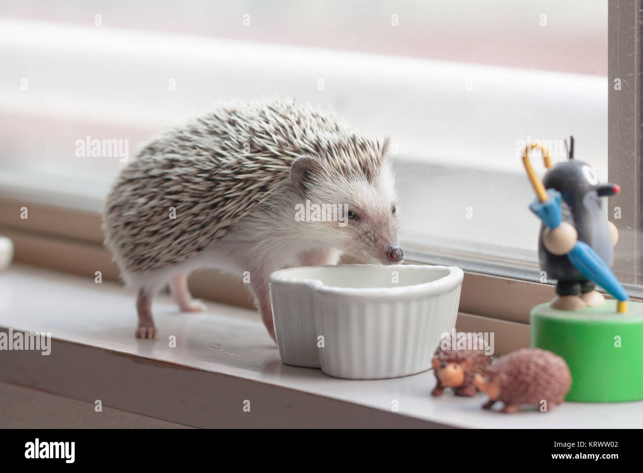 Life of cute hedgehog Stock Photo