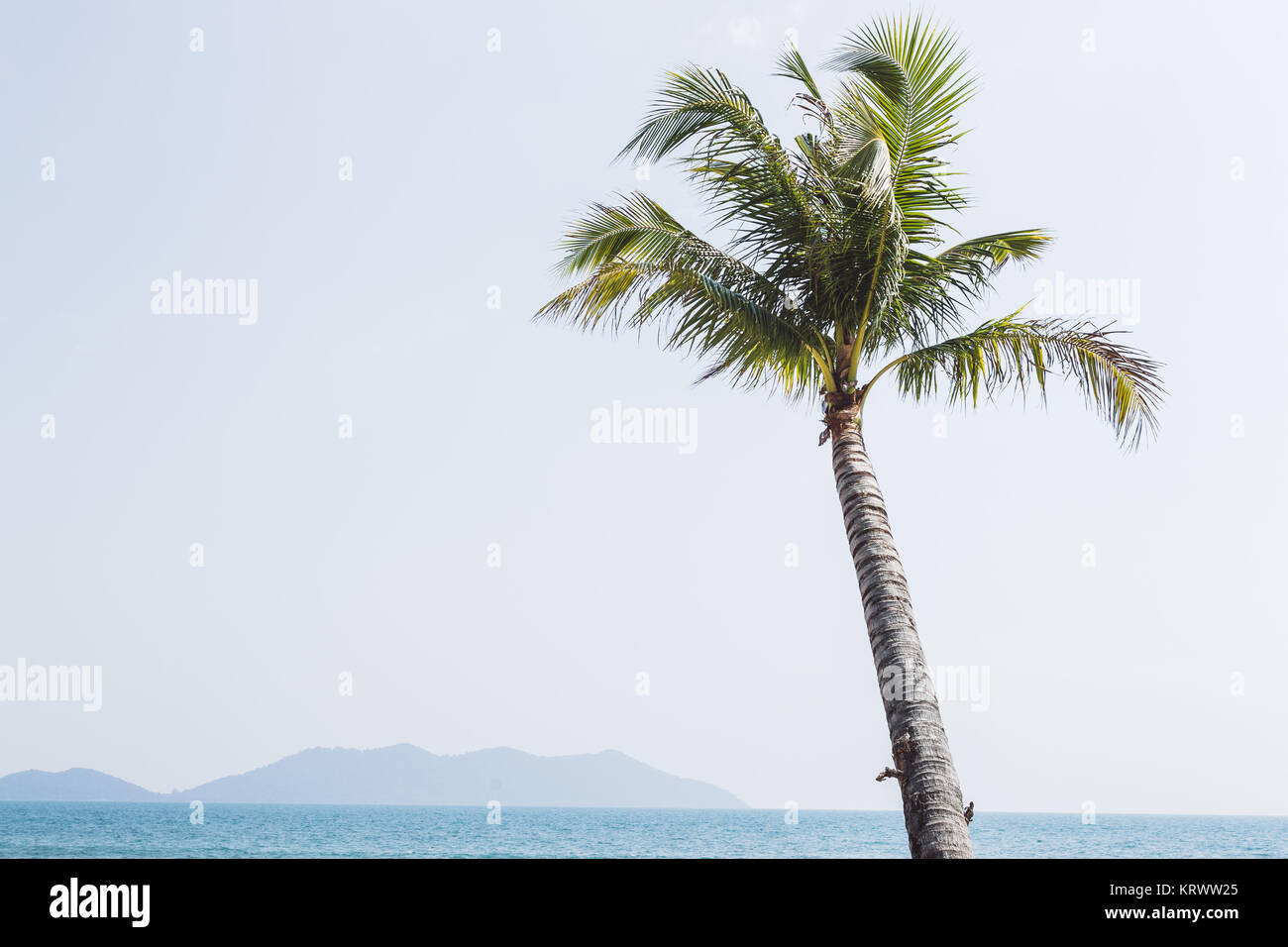 Lonely palm on the beach Stock Photo