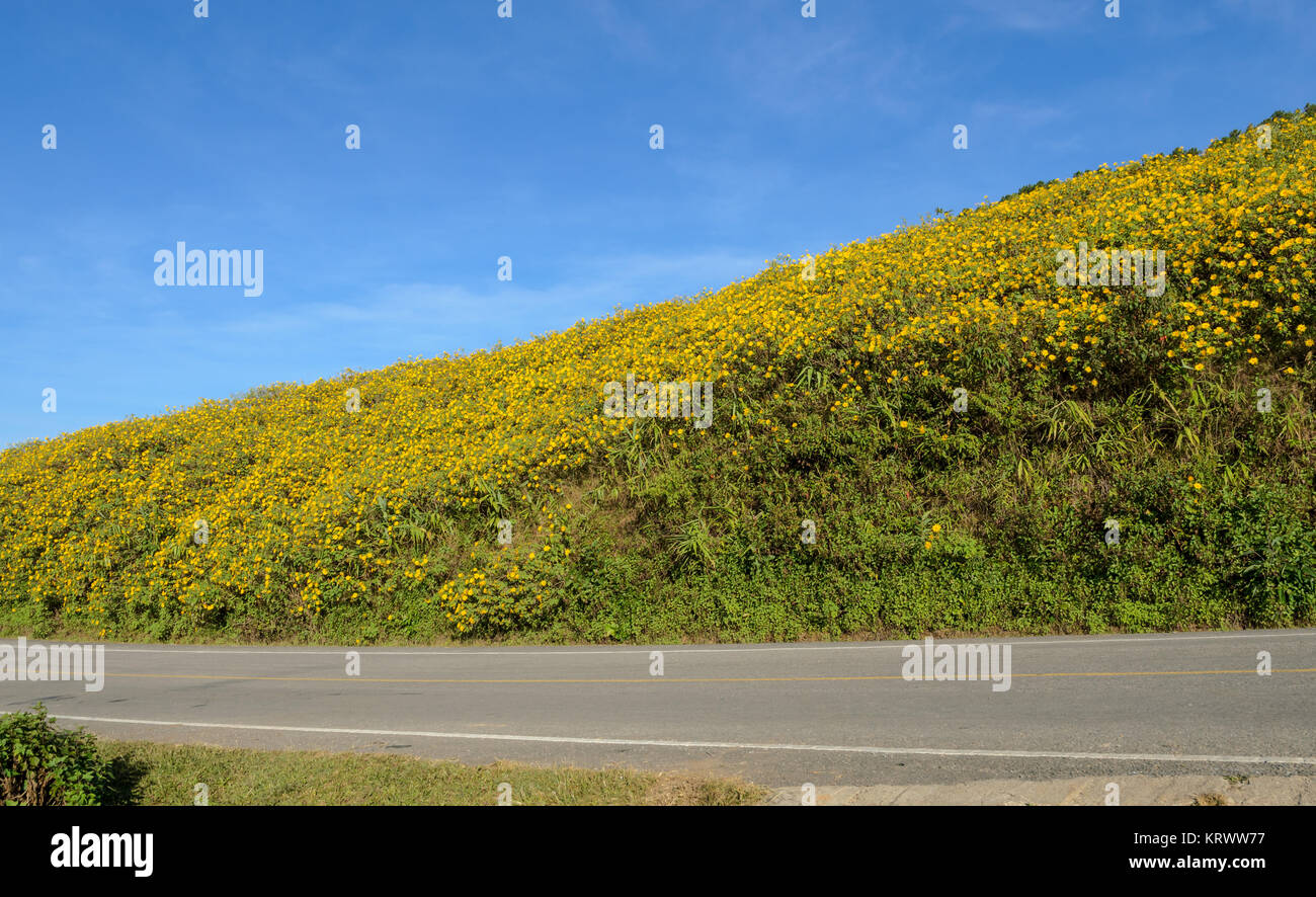 Wild mexican sunflower blooming moutain in the sunny day Stock Photo