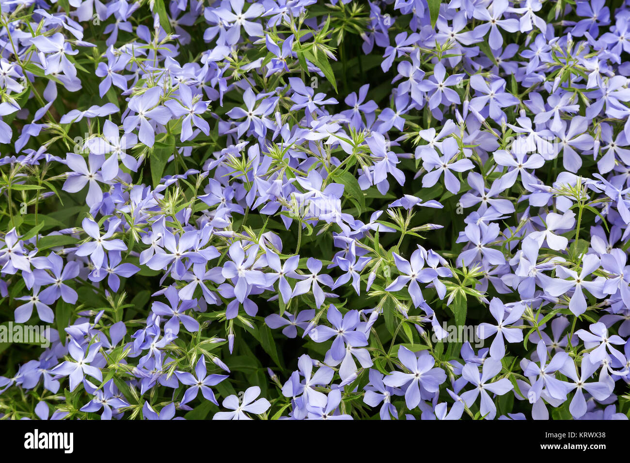 In the flower bed bloom a beautiful small blue flowers violets among the green leaves. Stock Photo